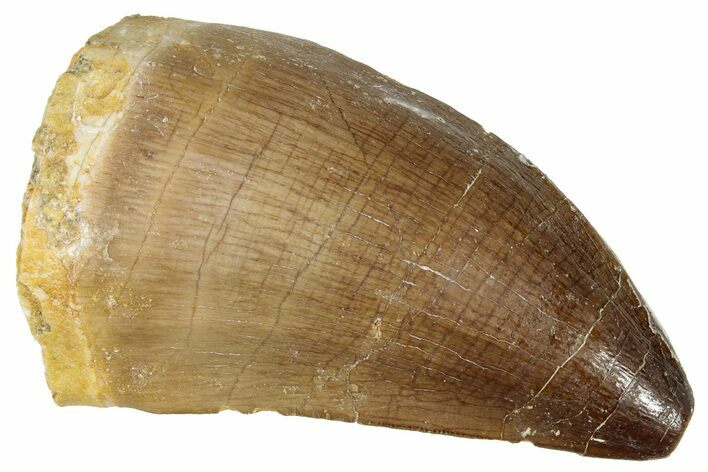 Fossil Mosasaur (Prognathodon) Tooth - Morocco #322689
